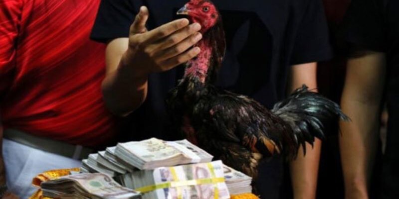 Trận đá gà 24 tỷ có tồn tại thật hay không?
