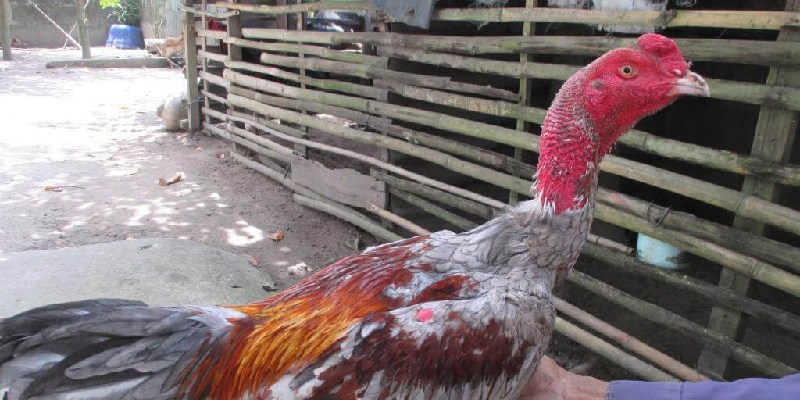 Bật mí một số nơi nuôi gà chọi đẹp nhất Việt Nam