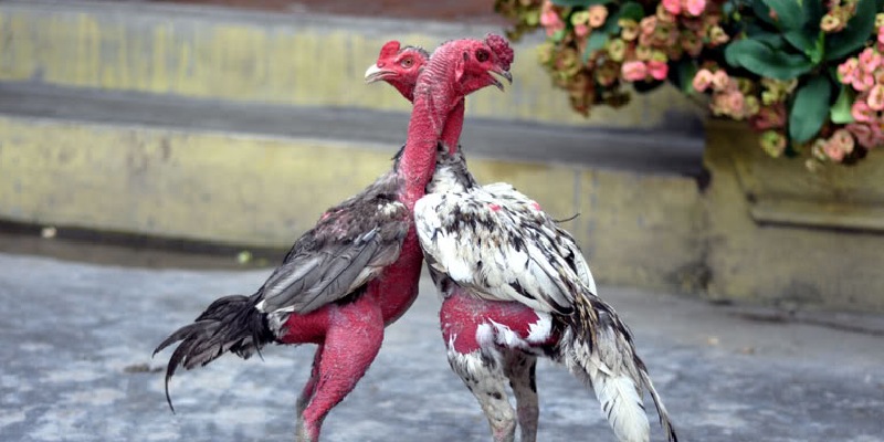 Luật chơi gà đá trực tuyến cơ bản