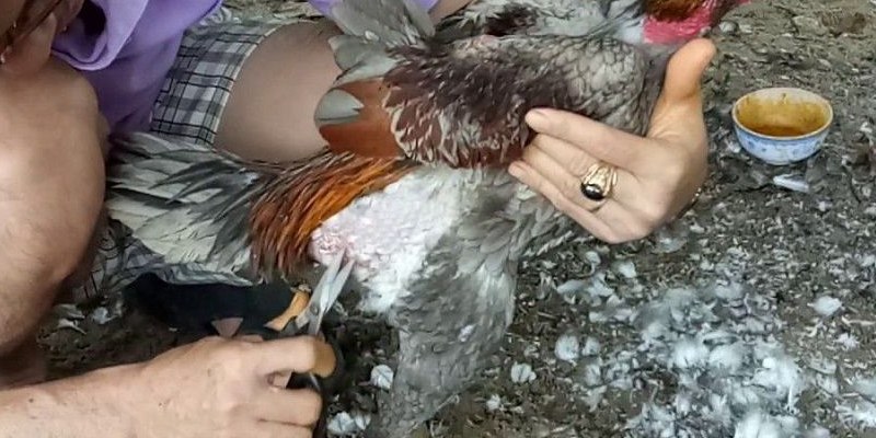 Chia sẻ phương pháp cắt lông gà chọi đẹp nhất