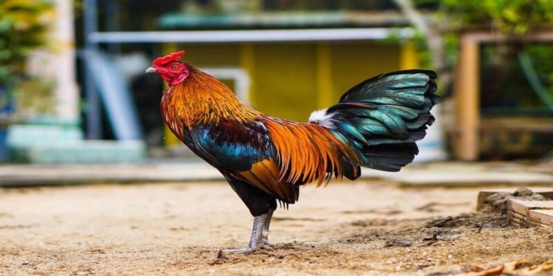 Dấu hiệu nhận biết gà bị khò khè là gì