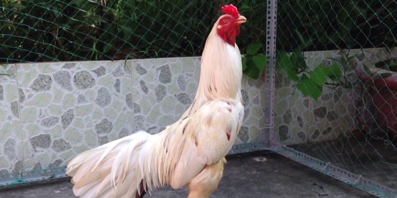 Gà Bướm đá ngày nào được