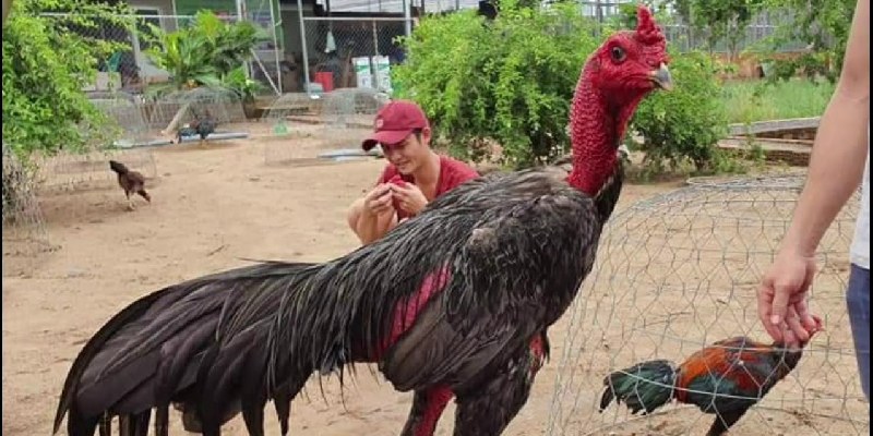 gà chọi đẹp nhất Việt Nam