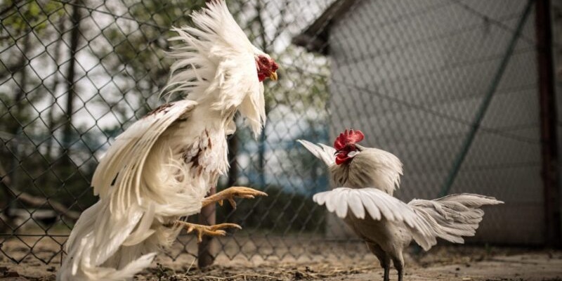 Hướng dẫn cách chọn gà bướm để thi đấu