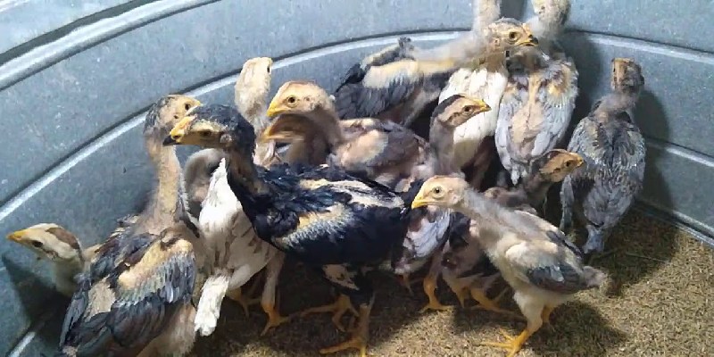 Kinh nghiệm chọn và nuôi một con gà chọi đẹp