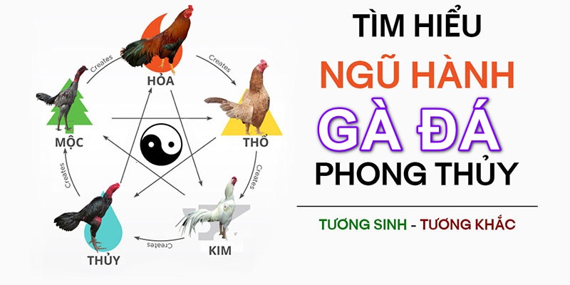 Nguyên nhân nên coi màu mạng gà đá