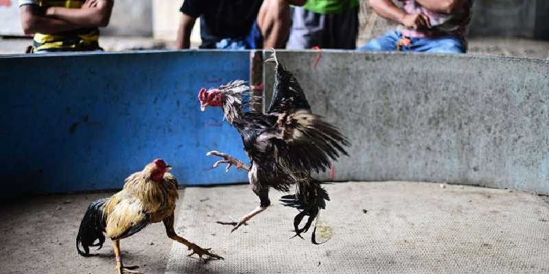 Một số thắc mắc liên quan đến trận gà 15 tỷ