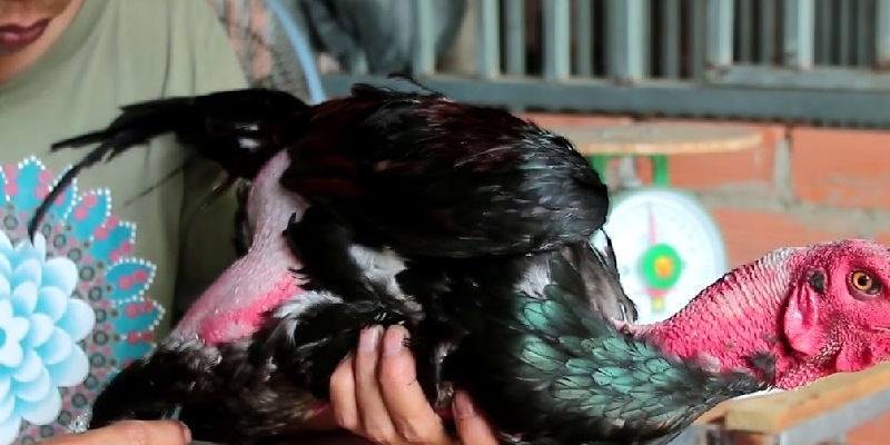 Mục đích của việc cắt lông gà chọi