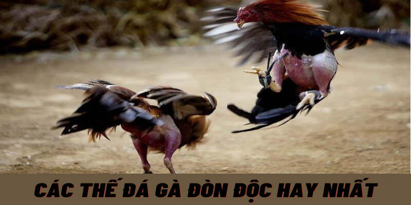 Đá dĩa: Chiêu thức độc đáo của gà chọi