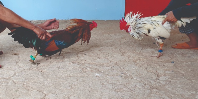 Tìm hiểu chi tiết về gà bướm