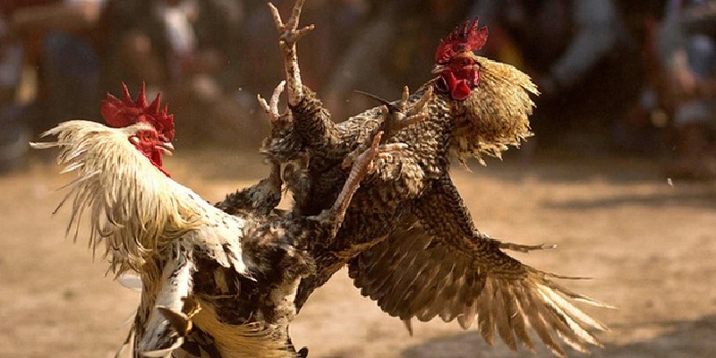 Trận đấu đỉnh cao được diễn ra tại đấu trường gà Thomo