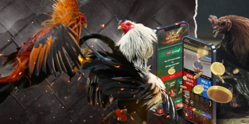 trang web đá gà trực tiếp