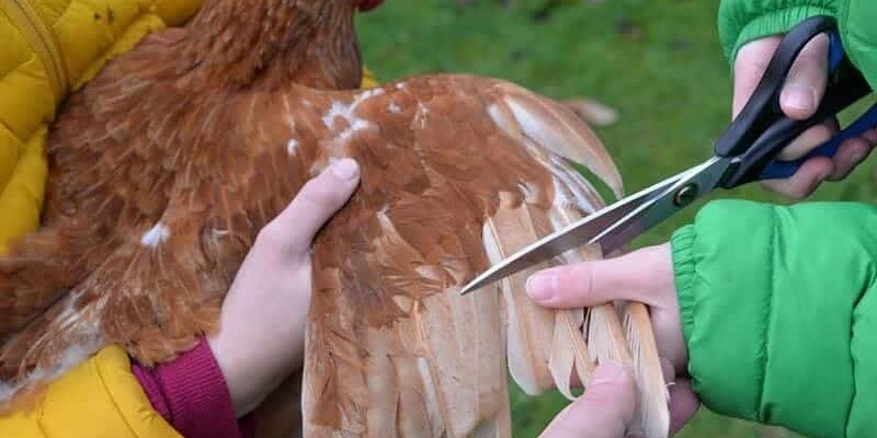 Việc cắt lông gà cần nhiều kỹ thuật và quy trình khắt khe