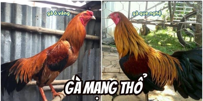 Việc xem màu mạng gà mang nhiều yếu tố may mắn
