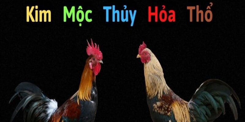 Xem màu mạng gà đá hôm nay theo ngũ hành